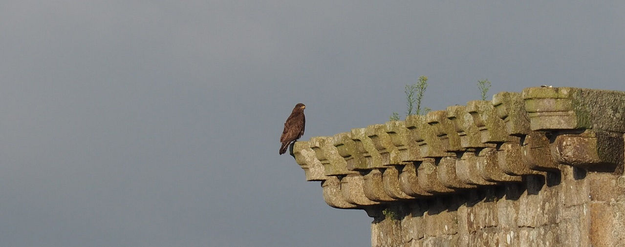 Château de Kerjean - image l'oiseau fait son nid