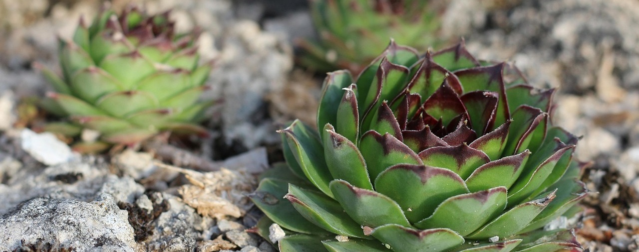 Abbaye de Daoulas - image Plantes saxicole