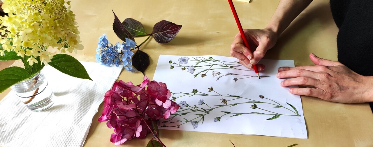 Domaine de Trévarez - image l'hortensia en aquarelle