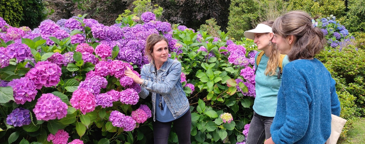 Domaine de Trévarez - image hortensias 2025