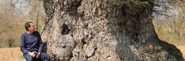 Manoir de Kernault - Image - Visite les arbres sont ils intelligents