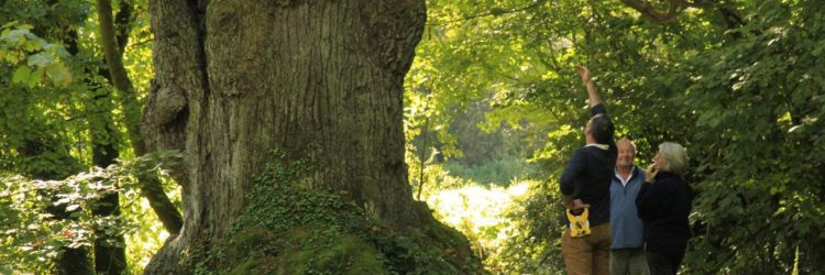 Manoir de Kernault - Image - Visite les arbres sont ils intelligents