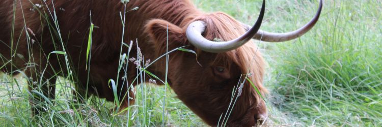 Manoir de Kernault - Image - Les animaux de Kernault