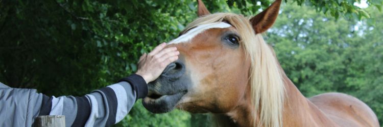 Manoir de Kernault - Image - Les animaux de Kernault