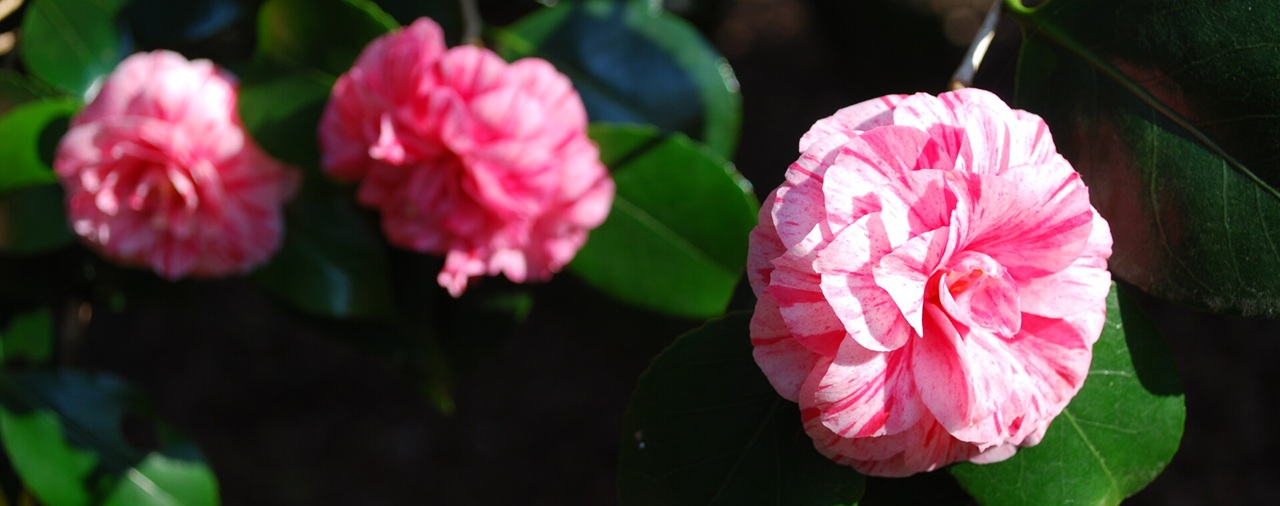 Domaine de Tr&eacute;varez - image2 Les jeudis cam&eacute;lia #1