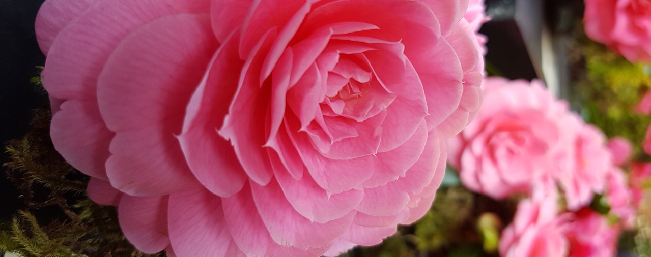 Domaine de Tr&eacute;varez - image2  Les jeudis cam&eacute;lia#3