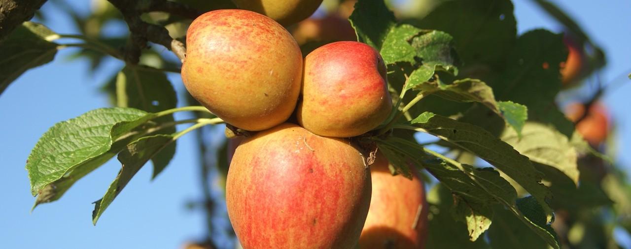 Ecomusée des monts d'arrée - image 3 Fête pommes