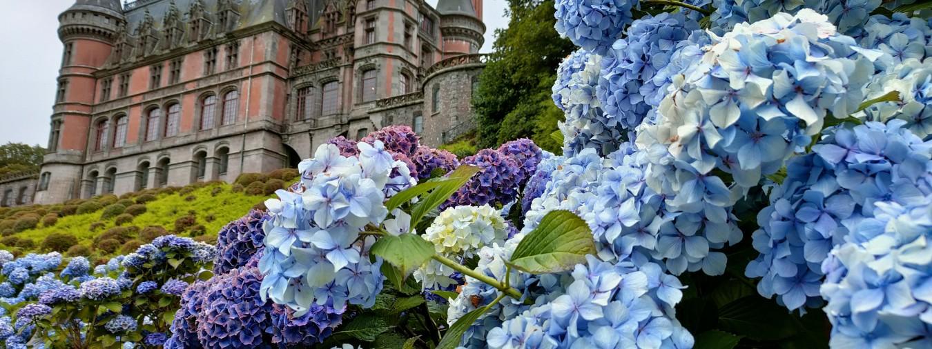 La visite botanique | les dimanches hortensias