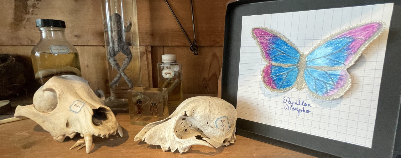 Mus&eacute;e de l'&eacute;cole - papillon de curiosit&eacute;