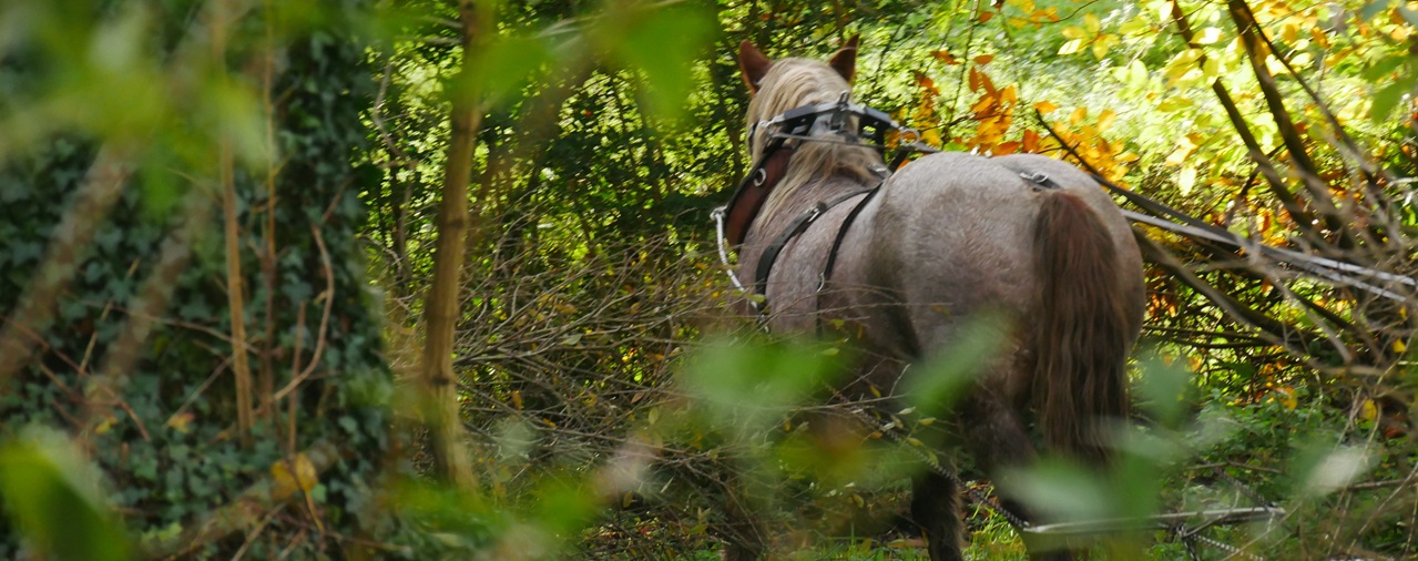 Ecomusée - JEP causerie cheval