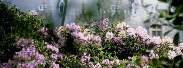 Trévarez - Trévarez en rhododendron 2015