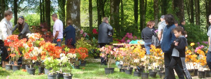 Trévarez - Trévarez en rhododendron 2015 2