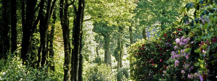 Le parc du Domaine de Trévarez