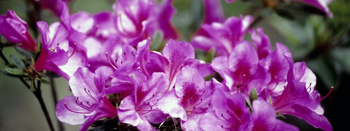 Collection de Rhododendron du Domaine de Trévarez