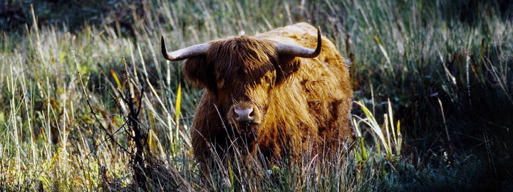 Highlander au Manoir de Kernault