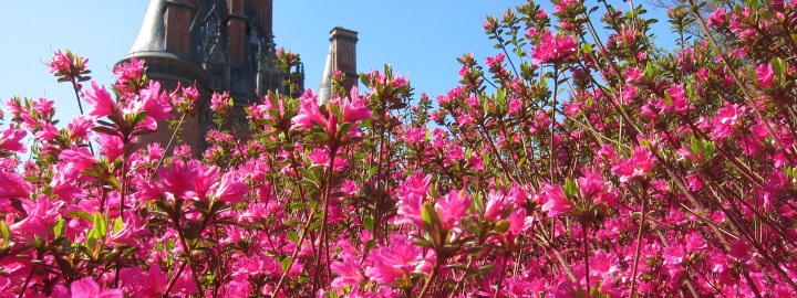 Les rhododendrons, saison botanique #1 - 2024