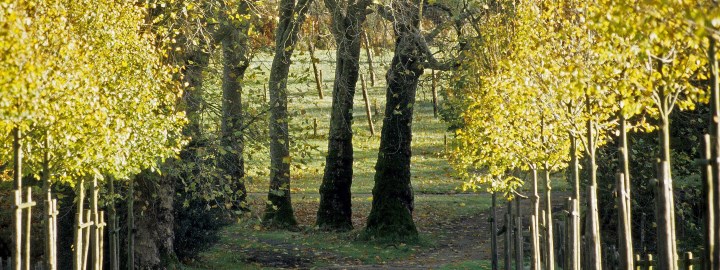 Kernault - GA - Arbres d'ici et d'ailleurs