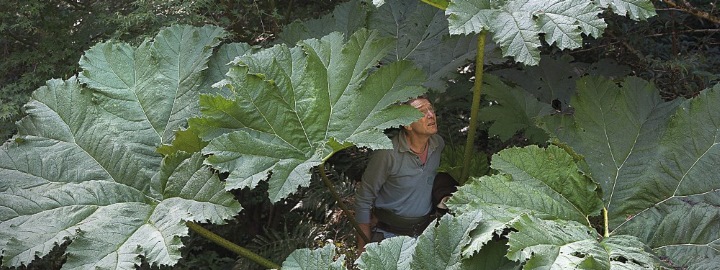 Trévarez - Gilles Clément - Gauras - Toujours la vie invente 2017