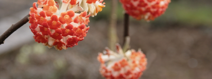 Trévarez - Jardin d'excellence au fils des saisons - Edgeworthia - 2017