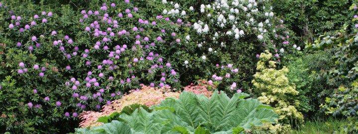 Trévarez - Jardin d'excellence au fils des saisons - vue rhodo - 2017