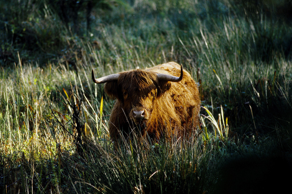 Highlander au Manoir de Kernault