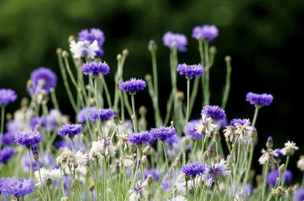 Jardins de Daoulas en 2006