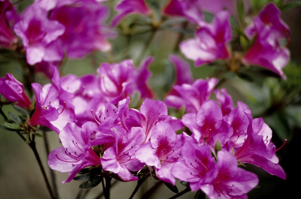 Collection de Rhododendron du Domaine de Trévarez