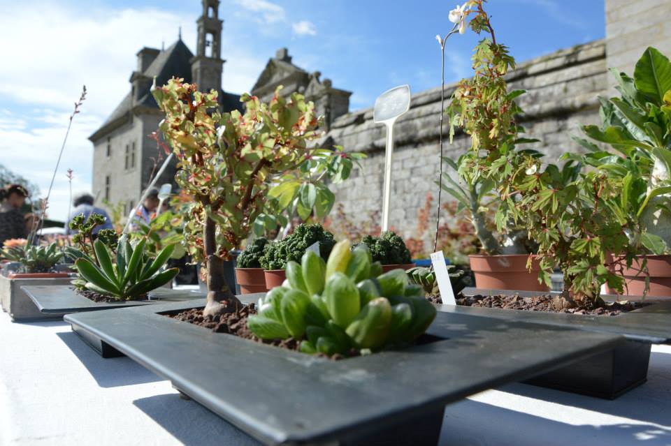 Journées des plantes de collection 2013