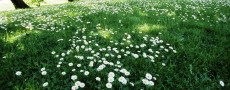 Parc