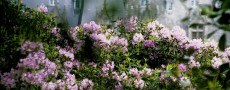 Le parc