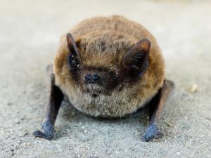 Renversante chauve-souris