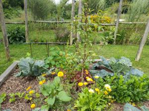 Des arbres à cultiver