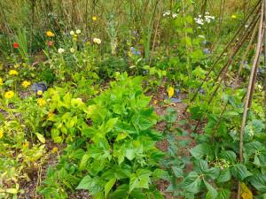 Une forêt dans mon jardin