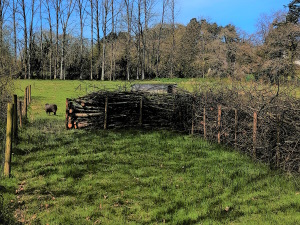 Le bruissement de la haie