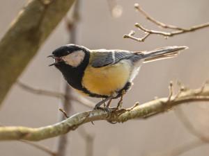 Le concert des oiseaux