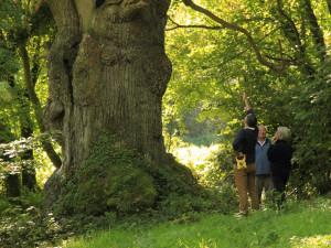 Les arbres sont-ils intelligents ?