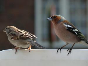 Pourquoi les oiseaux chantent ?