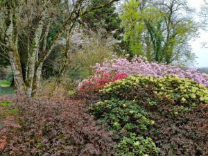 Espace conseils : Le rhodo dans le jardin, diversité du genre et des usages  | Les dimanches Rhodo