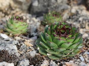 Plantes saxicoles, ces amoureuses de vieilles pierres
