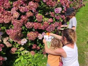 Jeu de piste botanique : Les hortensias de la Marquise