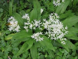 Les plantes sauvages comestibles et / ou médicinales