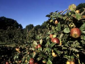 Histoires de pommes