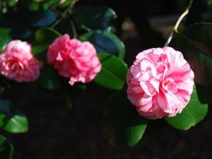 Camélias apprivoisés