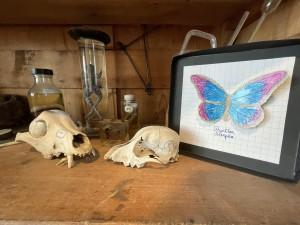 Papillon de curiosité