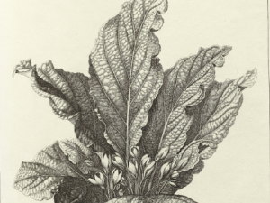 Plantes mal nommées