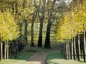 Arbres d'ici et d'ailleurs