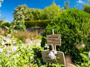 Plantes médicinales en Occident