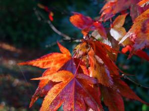 Une saison au jardin, l'automne
