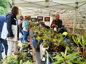 Le coin du collectionneur I Les dimanches Rhodo