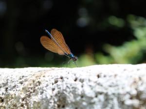 Une saison au jardin, l'été